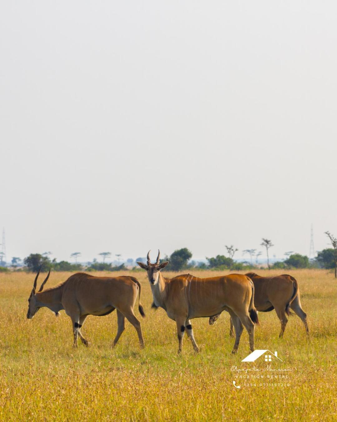 Ol Pejeta Mansion Villa Nanyuki Luaran gambar