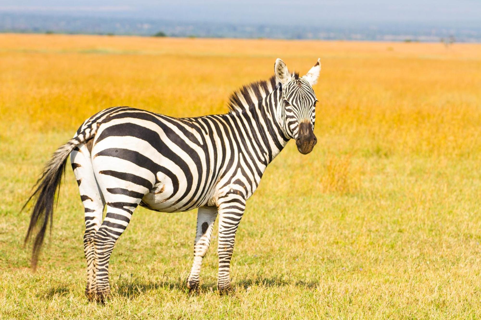 Ol Pejeta Mansion Villa Nanyuki Luaran gambar
